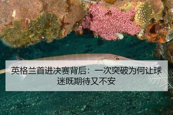 ying-ge-lan-shou-jin-jue-sai-bei-hou-yi-ci-tu-po-wei-he-rang-qiu-mi-ji-qi-dai-you-bu-an-2-915.jpg